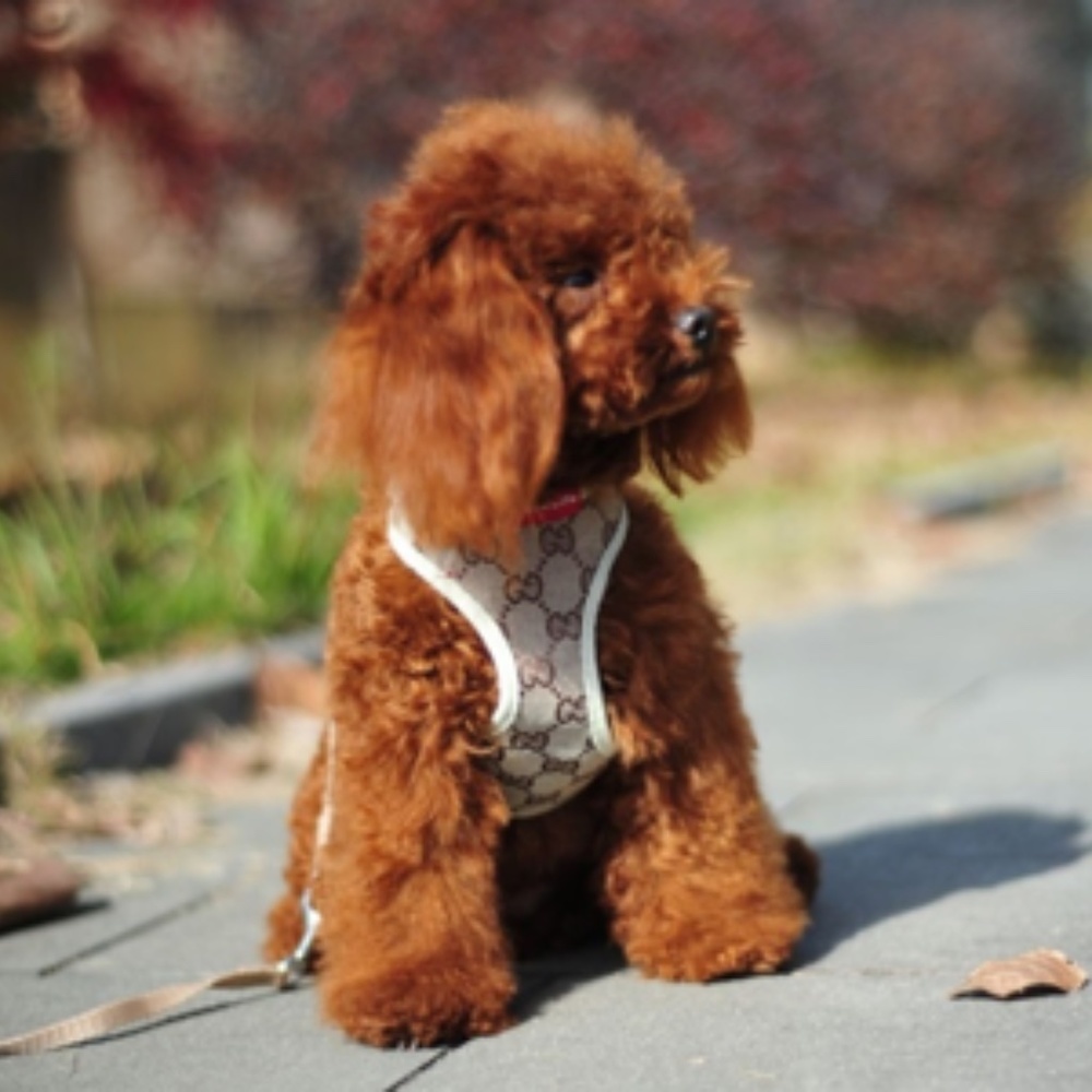 HARNESS WITH LEASH